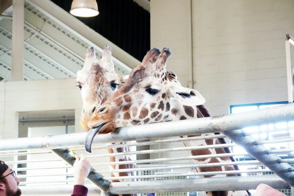 Cheyenne Mountain Zoo