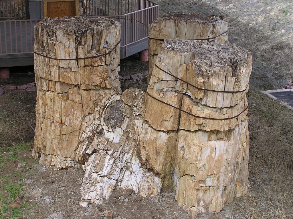 Florissant Fossil Beds